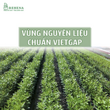 Lá Vối Khô 200g